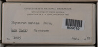 Physarum nutans image